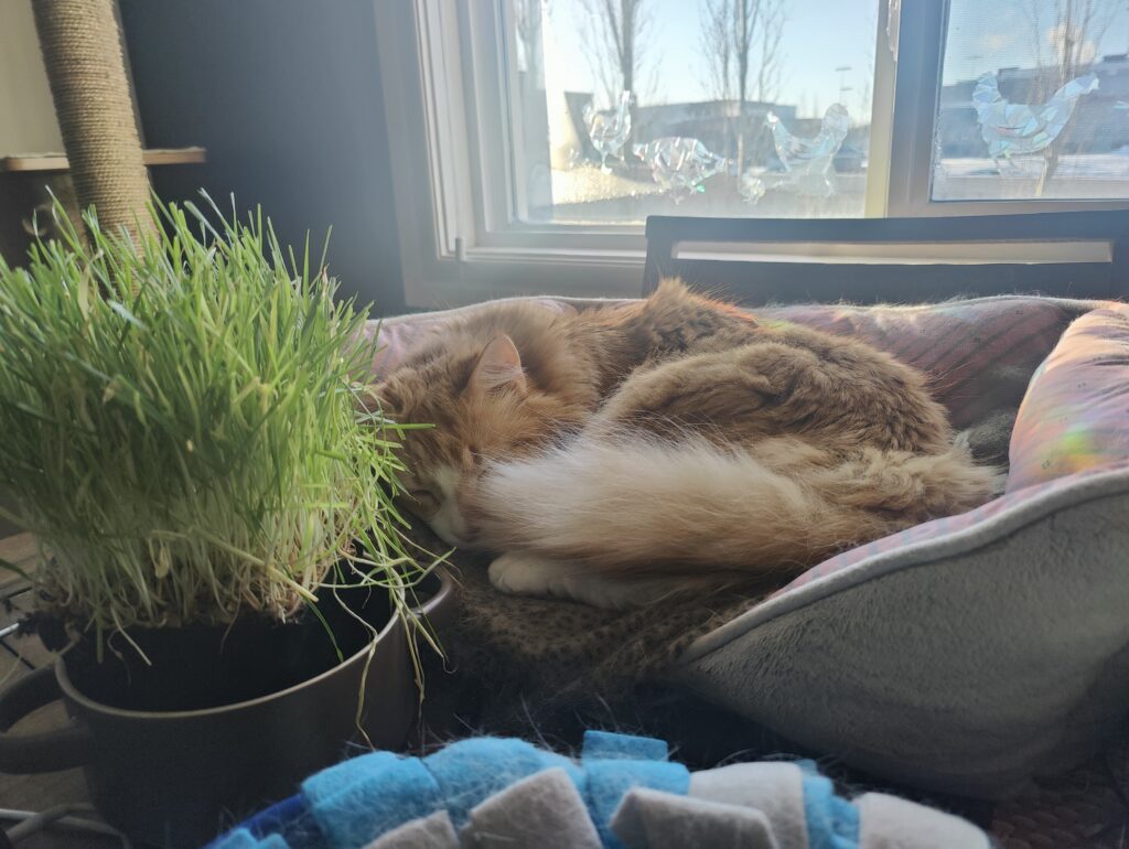Fwedwik curled up in a bed near with sunlight shining into the window behind him. A planter with cat grass sits in the foreground slightly obstructing his head.